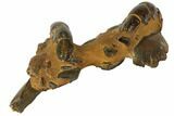 Fossil Mud Lobsters (Thalassina) - Australia #109301-3